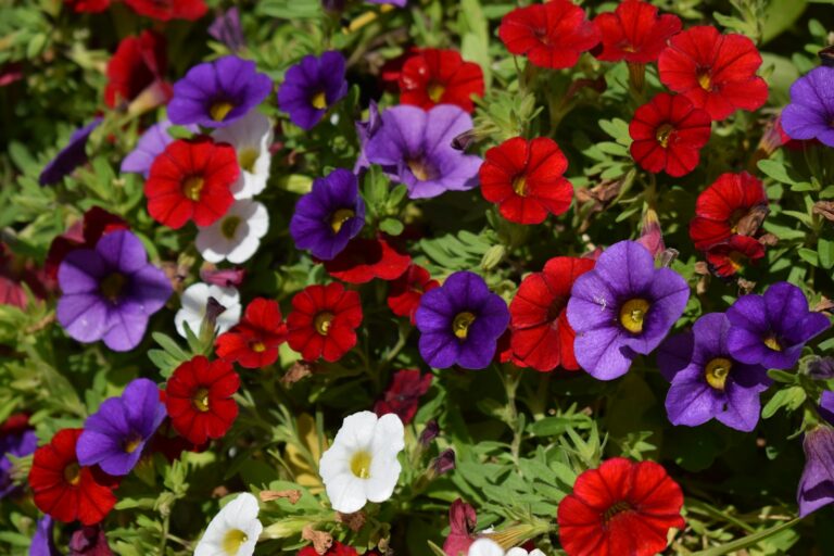 Colorful summer flower border person deadheading petunias container