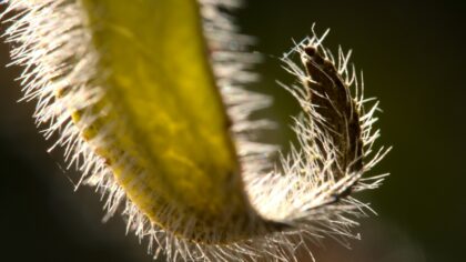 Dealing with mealybugs: how to spot, treat and prevent this cottony pest