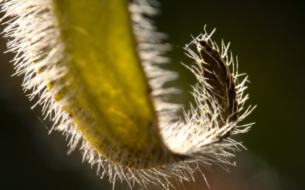 Dealing with mealybugs: how to spot, treat and prevent this cottony pest