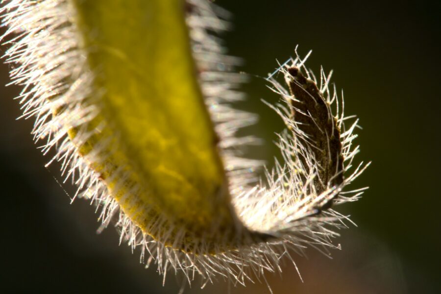 Mealybugs plant stem closeup