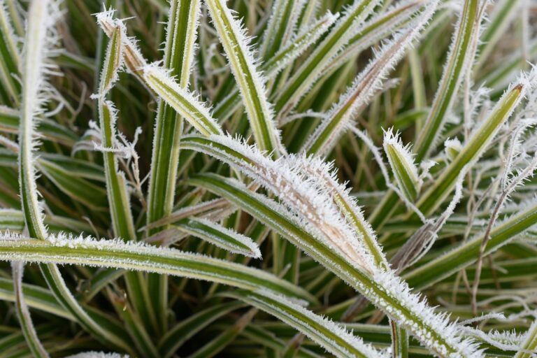 Mixed border ornamental grasses winter frost