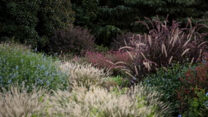 Designing a four-season border with ornamental grasses and perennials