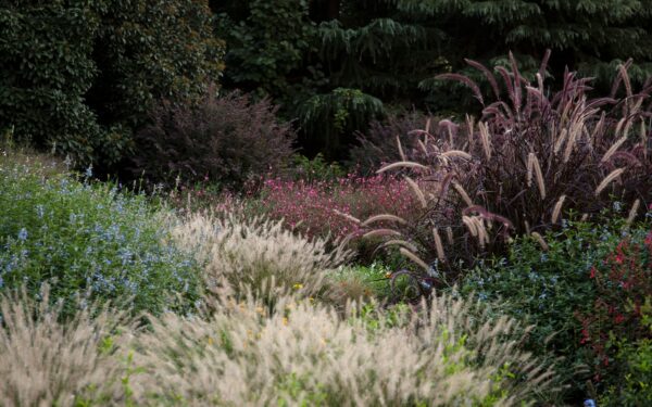 Designing a four-season border with ornamental grasses and perennials