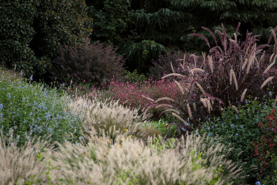 Ornamental grass perennial border late summer
