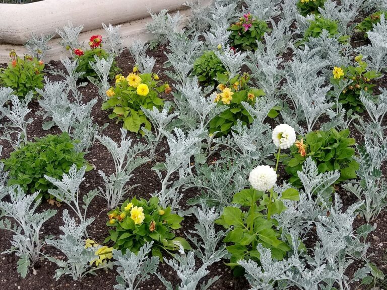 Close nasturtiums growing beside cabbage