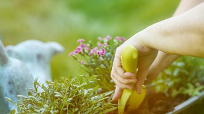 Direct sowing seeds outdoors for stronger blooms and food crops