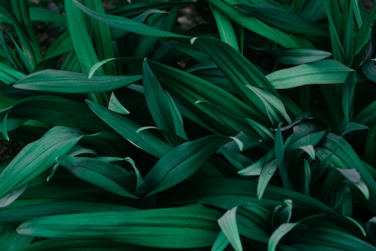 Dracaena leaves close glossy green