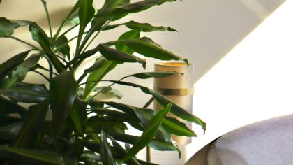 Dracaena care at home: simple steps for strong, glossy foliage