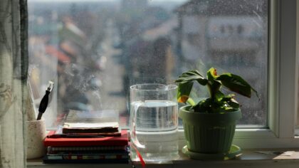 Drafts and temperature stress: how to shield your houseplants in cold months