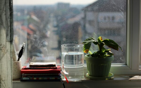 Drafts and temperature stress: how to shield your houseplants in cold months