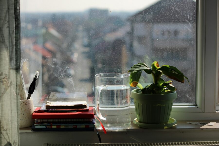 Houseplants windowsill cold window glass