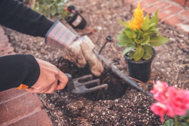 Gardener dividing perennial clump spade