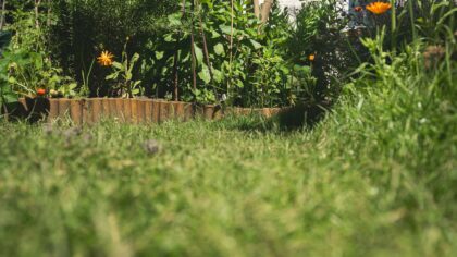 Easy-care perennial planting for beginners: low-maintenance color year after year