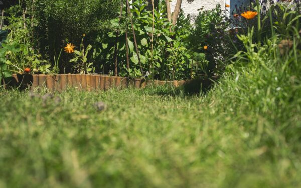 Easy-care perennial planting for beginners: low-maintenance color year after year