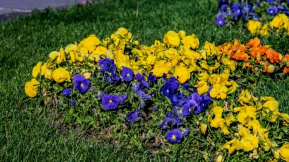 Easy flowers and beginner-friendly vegetables you can plant together in early spring