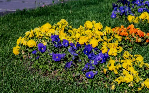 Easy flowers and beginner-friendly vegetables you can plant together in early spring