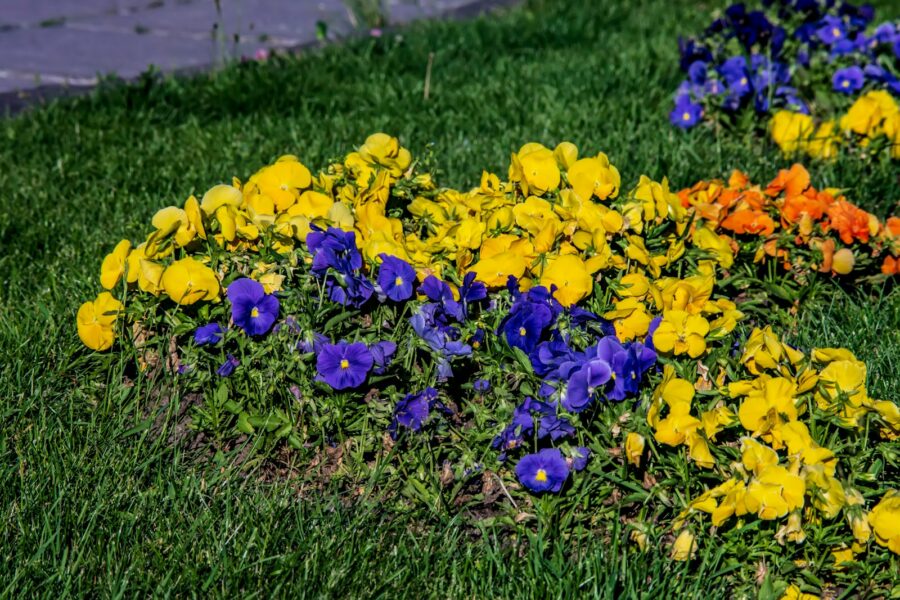 Mixed spring garden bed lettuce pansies marigolds