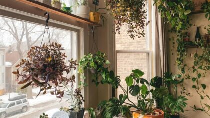 Easy greenery for small apartments: low-maintenance plants that really cope with limited space
