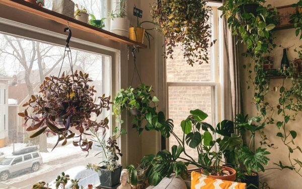 Easy greenery for small apartments: low-maintenance plants that really cope with limited space