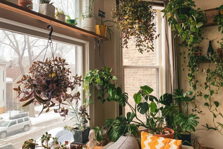 Easy greenery small apartments low-maintenance plants really cope