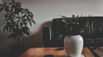 Easy humidity care for thriving home foliage