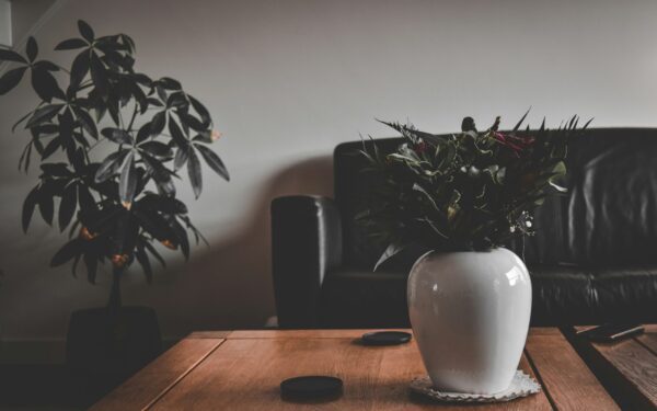 Easy humidity care for thriving home foliage