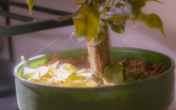 Fungus gnats in houseplants and seedlings: how to stop soggy soil pests naturally
