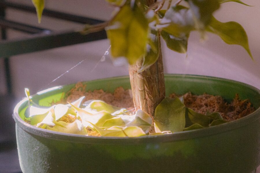 Fungus gnats flying over houseplant soil
