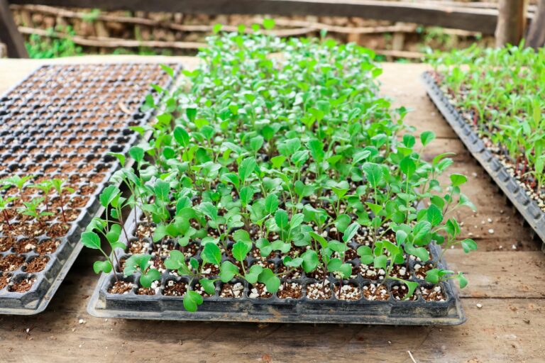 Sticky trap fungus gnats seedling tray
