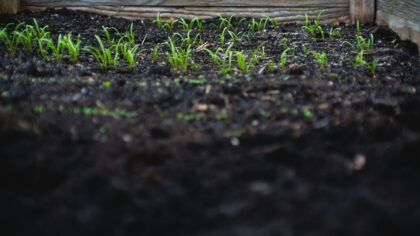 Gardening in sandy soil: how to turn light ground into a productive plot