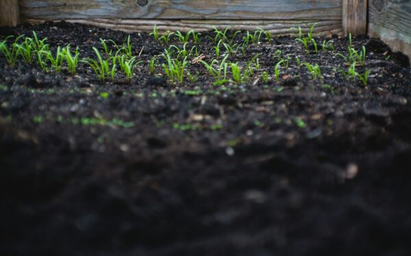 Gardening in sandy soil: how to turn light ground into a productive plot