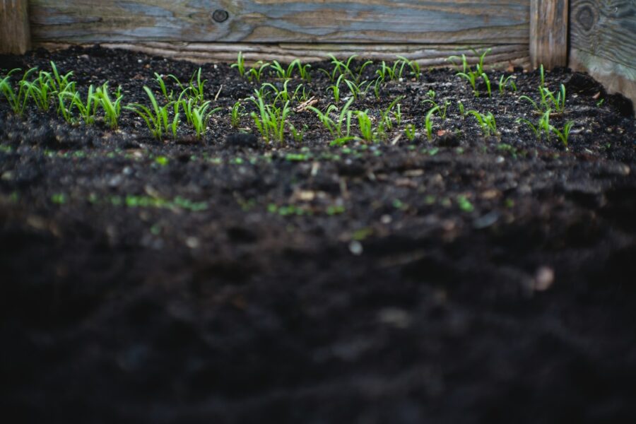 Sandy soil vegetable garden mulch