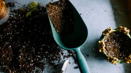 Getting started with organic growing at home