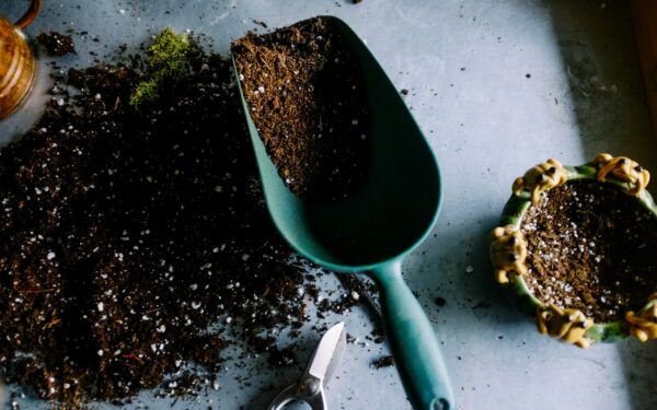 Getting started with organic growing at home