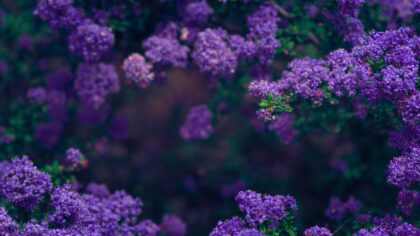 Growing chives for kitchen use and ornamental borders