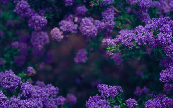 Growing chives for kitchen use and ornamental borders