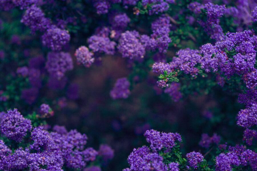 Chive plants purple blossoms close