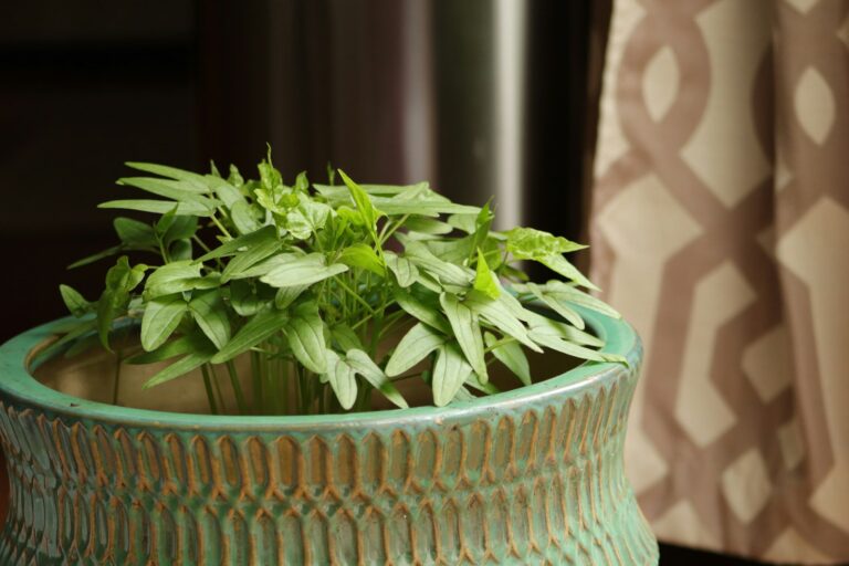 Basil rosemary thyme indoor potted herbs under grow