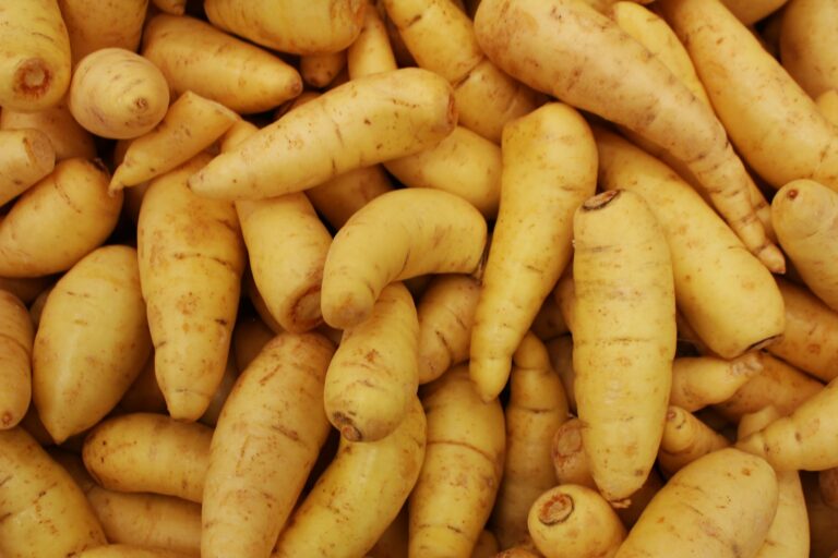 Carrots beets parsnips freshly harvested