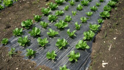 Heat stress in summer plantings: how to protect your yard from extreme temperatures