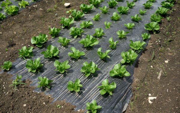 Heat stress in summer plantings: how to protect your yard from extreme temperatures