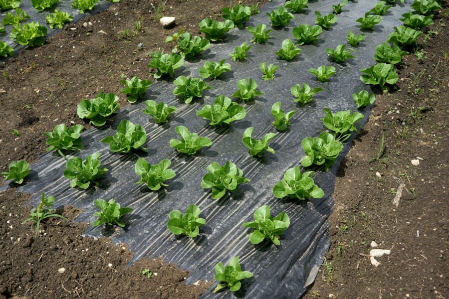 Summer garden heat shade cloth mulch