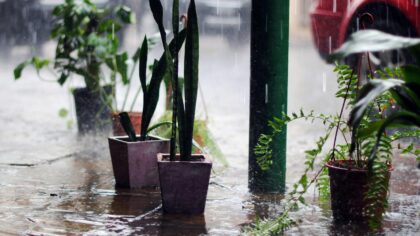 How to adjust plant watering during rainy weather