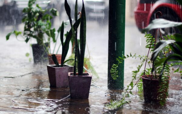 How to adjust plant watering during rainy weather