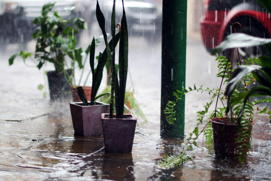 Potted plants wet soil rain
