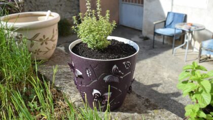How to Grow a Productive Herb Garden on a Balcony or Sunny Windowsill