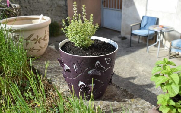 How to Grow a Productive Herb Garden on a Balcony or Sunny Windowsill