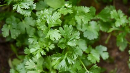 How to grow cilantro in pots for a steady supply of leaves and seeds