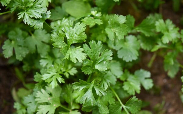 How to grow cilantro in pots for a steady supply of leaves and seeds