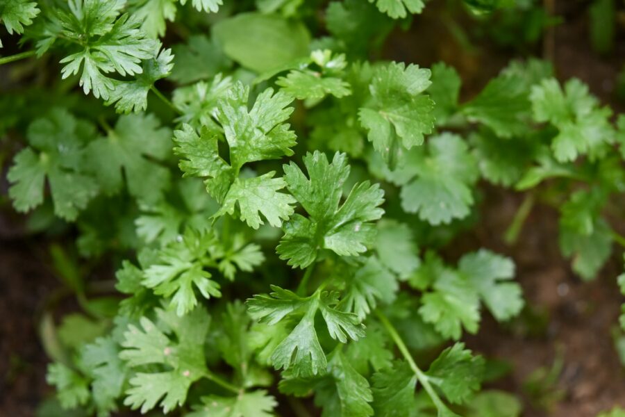 How grow cilantro pots steady supply leaves seeds